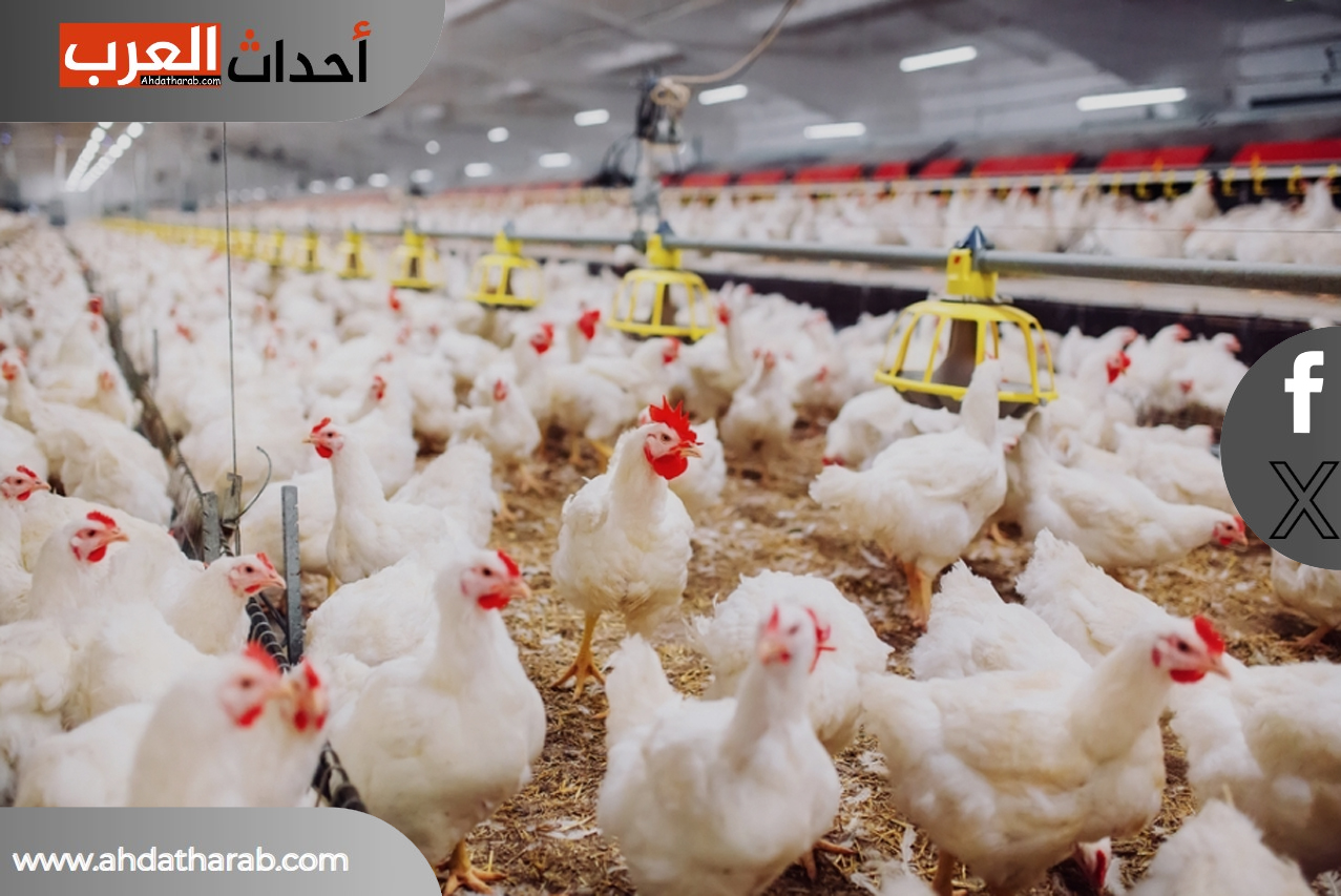 الفراخ ياعم.. عامله كام الفراخ البيضاء في مصر النهاردة السبت بكام سعر الفراخ في مصر
