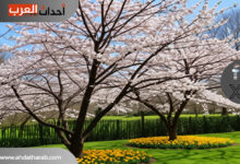 فصل الربيع