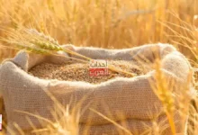 مصر تتحرك لتأمين احتياطيات القمح.. شحنات أوروبية مرتقبة وسط تنويع مصادر الاستيراد
