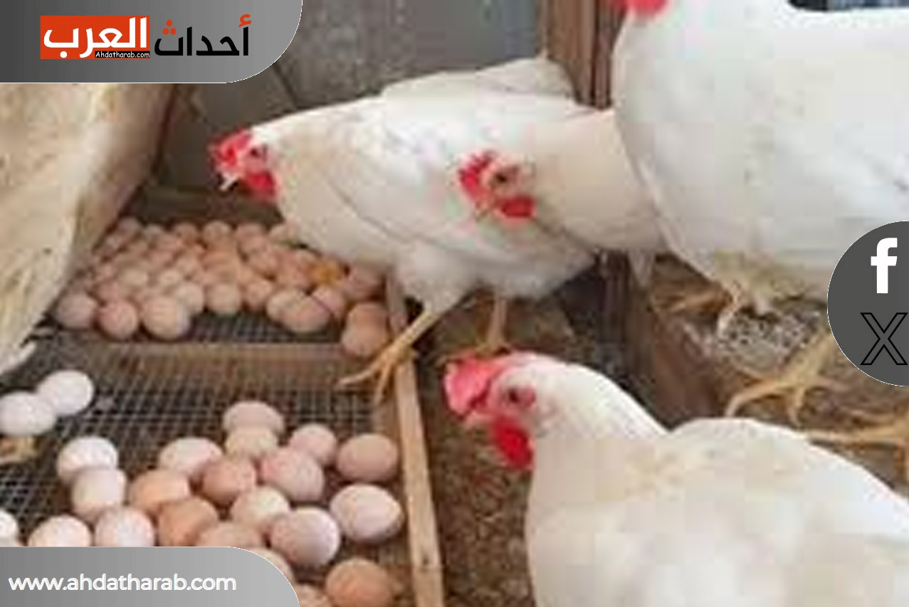 اسعار الفراخ 60 جنيه في مصر اليوم وكرتونة البيض والبط البلدي بكام